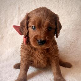 Andi - Red  female Goldendoodle puppy in Ogden, Utah from Abby Chaffee
