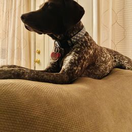 Dolly - German Shorthaired Pointer