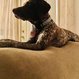 Dolly - German Shorthaired Pointer