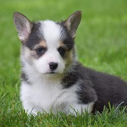 Ethan - Black and tan male Pembroke Welsh Corgi puppy in Morgantown, Pennsylvania from GoldStar Corgis (License Number 18519)