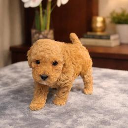 Tiny Bentley - Red  male Poodle puppy in Davie, Florida from Dave Poodles