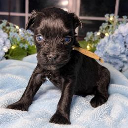 Luna - Black female Miniature Schnauzer puppy in Magalia, California from NorCal Schnauzers