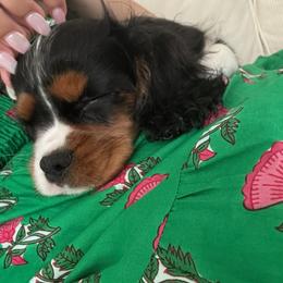 Cavalier King Charles Spaniel Puppies from Majestic Cavaliers of Melbourne FL