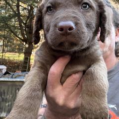 Blue - Dark deadgrass male Chesapeake Bay Retriever puppy in Dallas, Pennsylvania from Ghost Dog Chesapeakes