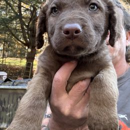 Blue - Dark deadgrass male Chesapeake Bay Retriever puppy in Dallas, Pennsylvania from Ghost Dog Chesapeakes
