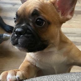 "Brownie " French Bulldog Puppies from Kathrine's French Bulldogs