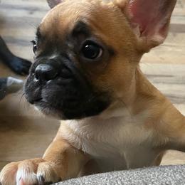 "Brownie " French Bulldog Puppies from Kathrine's French Bulldogs