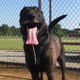 Ork - Dutch Shepherd