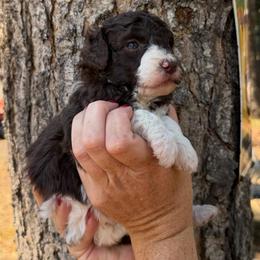 Pip Mint green collar - Brown female Poodle puppy in Clarkston, Washington from Doodle & Poodle Palace