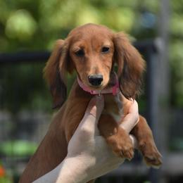 Pixie - Red female Dachshund puppy in Hebron, Indiana from MCS Dachshunds