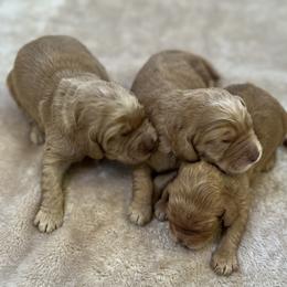 Boy 6 - Cream male Australian Labradoodle puppy in Morristown, New Jersey from English Manor Labradoodles