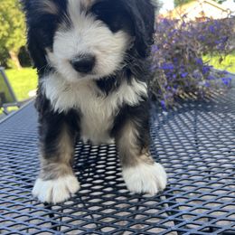Bernedoodle Puppies from Busacker Babies