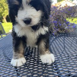 Bernedoodle Puppies from Busacker Babies