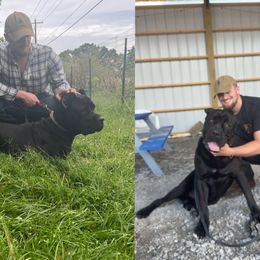 Cane Corso puppies from Rocky Titan Kennels