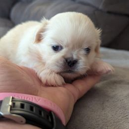 Nellie - Cream female Pekingese puppy in Kingman, Arizona from Faith Harvey