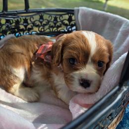 Peach Girl - Blenheim female Cavalier King Charles Spaniel puppy in Forest Lake, Minnesota from Northern Lights Goldens