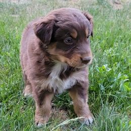 Australian Shepherd, Border Collie, and Poodle Puppies from Shaela Avery