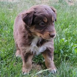 Australian Shepherd, Border Collie, and Poodle Puppies from Shaela Avery