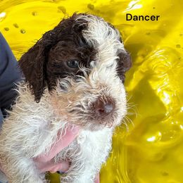 Dancer - Lagotto Romagnolo puppy from Premier Truffles