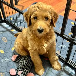 Snoopy (Green Collar) - Red  male Goldendoodle puppy in Bay City, Texas from Charming Doods