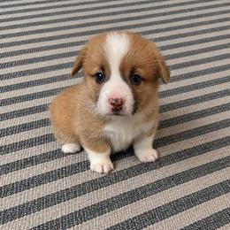 Hermione - Red female Pembroke Welsh Corgi puppy in Aumsville, Oregon from West Coast Corgi