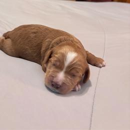 Annabel - Red female Cockapoo puppy in Marietta, South Carolina from River Falls Cockapoos