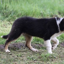 Cash - Border Collie