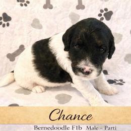 Chance - Black and white male Bernedoodle puppy in Huntsville, Alabama from Falcon Ridge Doodles