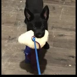German Shepherd Puppies from Büserhaus Working Dogs