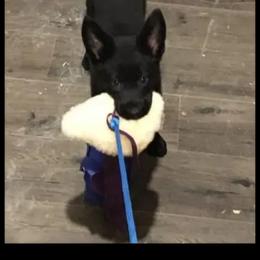 German Shepherd Puppies from Büserhaus Working Dogs
