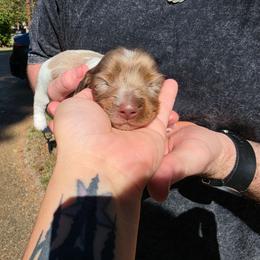 Coco - Dapple male Dachshund puppy in Jackson, Tennessee from BlackPine Kennels