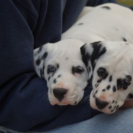 Dalmatian Puppies from Spothaven Dalmatians