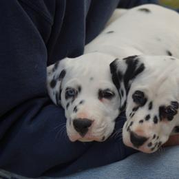 Dalmatian Puppies from Spothaven Dalmatians