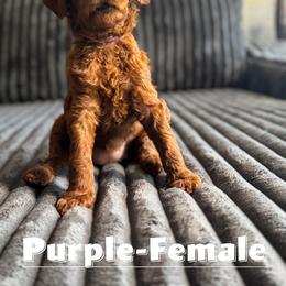 Goldendoodle Puppies from Beamans Doodle Farm