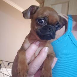 Andy - Red male Brussels Griffon puppy in Nc, Florida from Brusseluv2