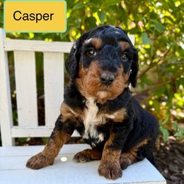 Casper - Phantom male Bernedoodle puppy in Midland, Michigan from Northern Charm Farm