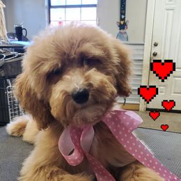 Girl 4 - Apricot Goldendoodle puppy in Schertz, Texas from Kat's Teddydoodles