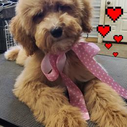 Girl 4 - Apricot Goldendoodle puppy in Schertz, Texas from Kat's Teddydoodles