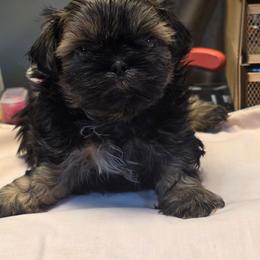 Binky - Liver male Shih Tzu puppy in Mesa, Arizona from House of Zen Shihtzus