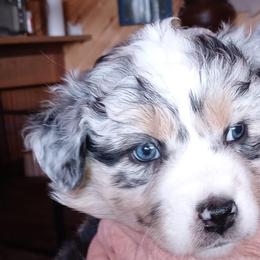 Australian Shepherd Puppies from Desert Moon Aussies