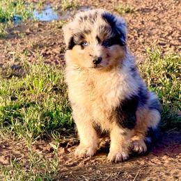 Knox - Blue merle male Australian Shepherd puppy in Mineral Wells, Texas from A6 Australian Shepards