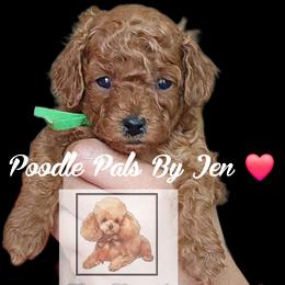 Rey - Red  male Poodle puppy in Hartsdale, New York from Poodle Pals By Jen