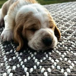 Purple girl - Red and white female Basset Hound puppy in Conway, Missouri from Ozark Mountain Kennel