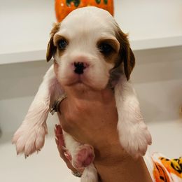 Cavalier King Charles Spaniel Puppies from Ridgefield Cavaliers