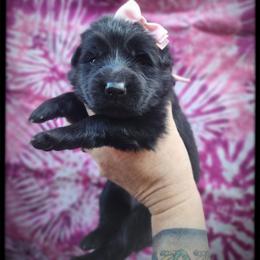 Cotton candy - Black female German Shepherd puppy in Fort Jennings, Ohio from Von Holtzapple German shepherds