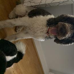 Bristol - Poodle
