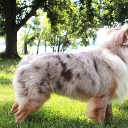 Miniature American Shepherds and Miniature Australian Shepherds from Monticello Mini Aussies