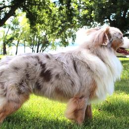 Miniature American Shepherds and Miniature Australian Shepherds from Monticello Mini Aussies