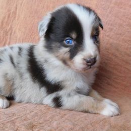 Australian Shepherd Puppies from Wagon Wheel Aussies