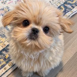 Cobby Gorgeous Doll Baby Dolly - Cream and white female Shih Tzu puppy in Gilbert, Arizona from 🌗 New Moon Shih Tzu 🌗